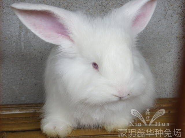長(zhǎng)毛種兔