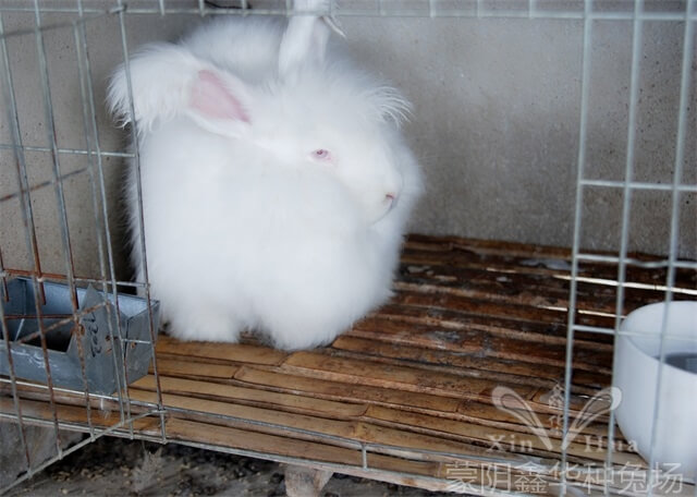 長(zhǎng)毛種兔