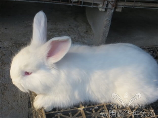 長(zhǎng)毛兔養(yǎng)殖