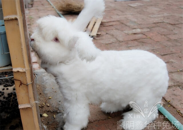 長(zhǎng)毛兔養(yǎng)殖