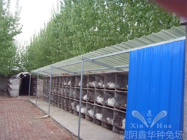 長(zhǎng)毛兔養(yǎng)殖