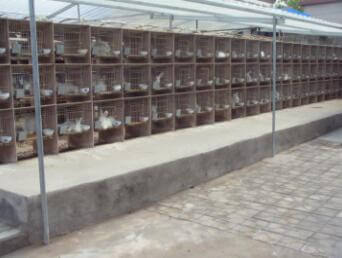 用青飼料喂養(yǎng)長毛兔，有利于長毛兔的生長和繁殖