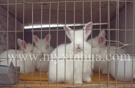 長毛兔養(yǎng)殖過程中需要注意的細節(jié)
