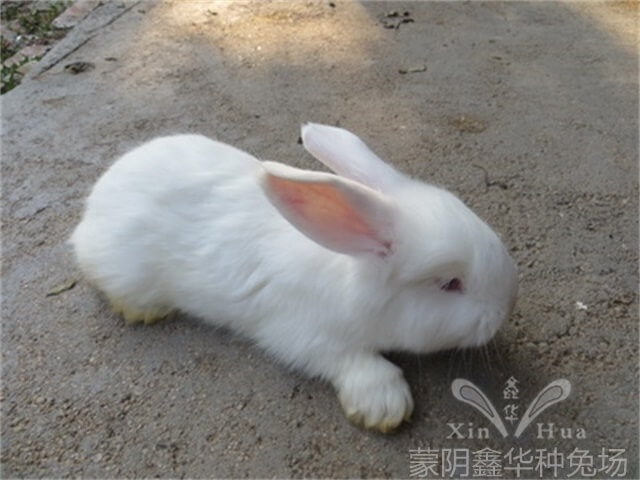 安哥拉長(zhǎng)毛兔剪毛的方法及流程！