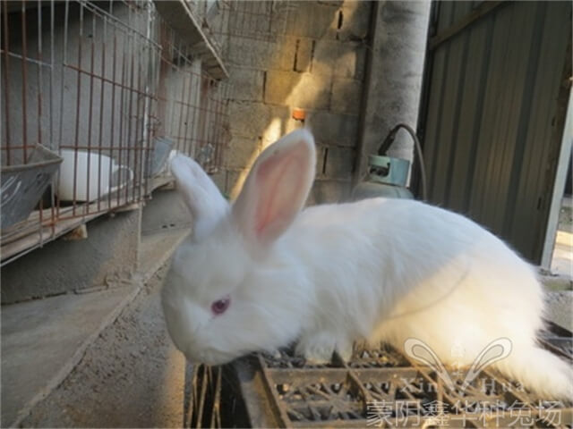 種安哥拉兔公免的飼養(yǎng)管理技術(shù)！