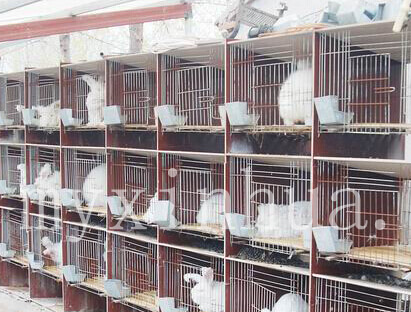 長毛兔品種如何化