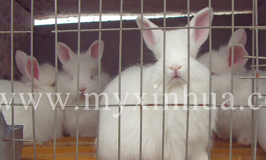 長(zhǎng)毛兔養(yǎng)殖增效措施有哪些？