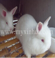 養(yǎng)兔我們需要每日做什么？