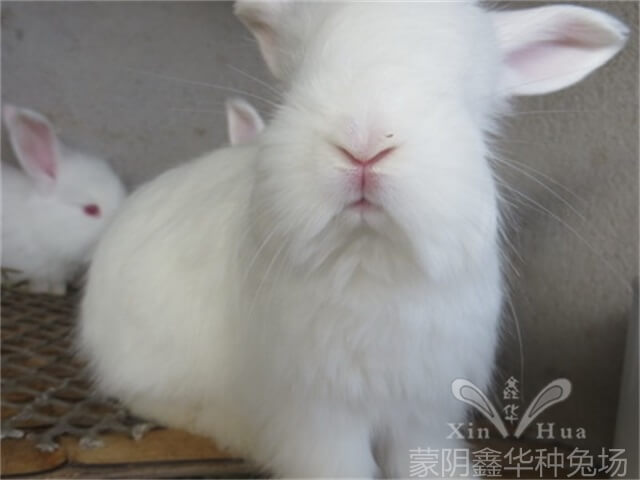 養(yǎng)長毛兔時(shí)如何清潔它的眼睛呢？