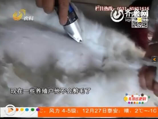 養(yǎng)兔行業(yè)進(jìn)入忌盲目，從問題講起！