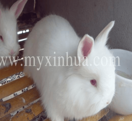 簡單了解下兔子的喂養(yǎng)事項