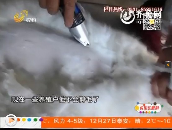 養(yǎng)殖長(zhǎng)毛兔期間，防疫事項(xiàng)要做好！