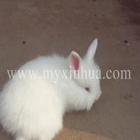 長毛兔產(chǎn)生化胎的原因和病因