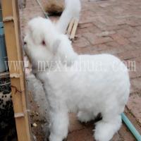 飼喂長毛兔的飼料應保持長期穩(wěn)定