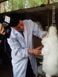 長毛兔兔毛的產(chǎn)量和質(zhì)量如何來提高？