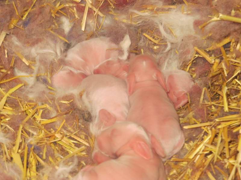 長(zhǎng)毛兔母兔哺乳期該注意的要點(diǎn)