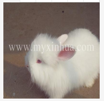 長(zhǎng)毛兔夏季季豢養(yǎng)的留意事項(xiàng)