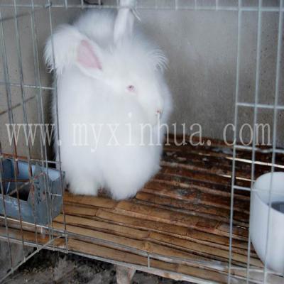 長(zhǎng)毛兔養(yǎng)殖的前景的挑戰(zhàn)有哪些？