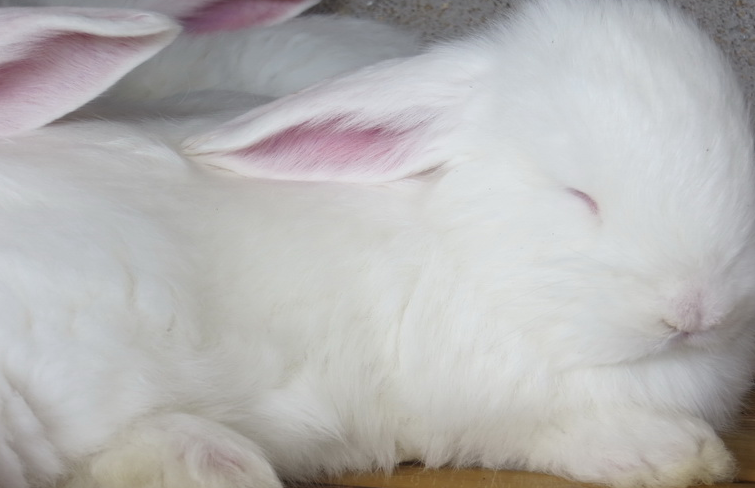 長(zhǎng)毛兔拔毛留意事項(xiàng)